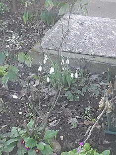 Србија - Београд - фото-вијест