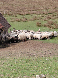 Република Српска - Србац - солидарност