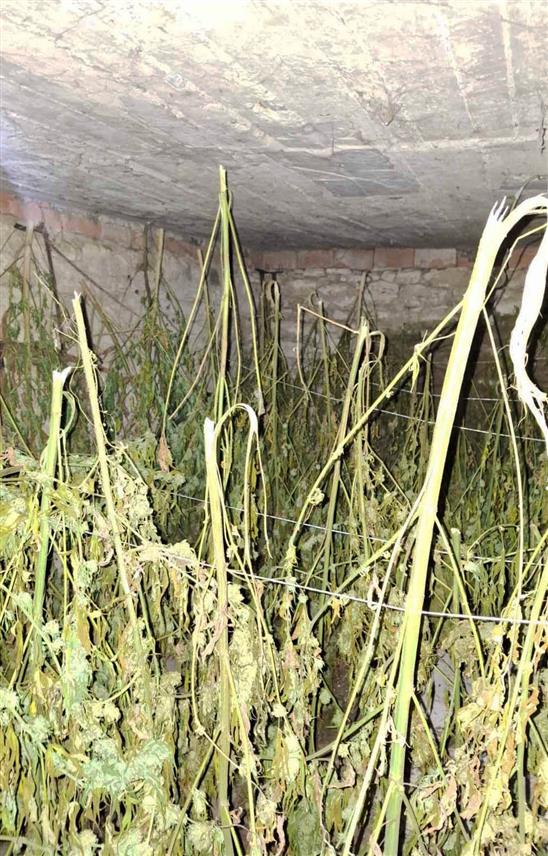 БЕОГРАД, 29. ОКТОБРА /СРНА/ - У великој полицијској акцији у Горњој Бадањи код Лознице заплијењено је око 200 килограма марихуане, а ухапшен је власник куће и имања на којем је дрога пронађена чији су иницијали Ј.М. /61/.