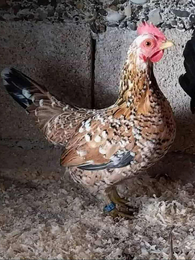 ДОБОЈ, 16. НОВЕМБРА /СРНА/ - Патуљаста кока џуџа из Добоја на добром је путу да већ 2027. године буде призната као аутохтона врста од стандард комисије Европског савеза за узгој и заштиту ситних животиња, рекао је Срни секретар добојског Друштва за узгој и заштиту ситних животиња "Добојски одгајивач" Адис Ајановић.