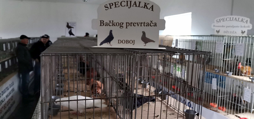 ДОБОЈ, 7. ДЕЦЕМБРА /СРНА/ - У Добоју је одржана 17. међуградска изложба ситних животиња у оквиру које су уприличене специјалне изложбе голубова Бачког превртача и коке џуџе.