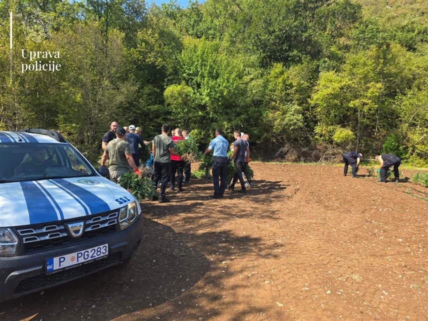 ПОДГОРИЦА, 24. АВГУСТА /СРНА/ - Полиција је у мјесту Трново код Бара открила највећу плантажу марихуане у Црној Гори и заплијенила више од 13.000 садница, а на лицу мјеста затечени су и ухапшени З.М. /40/ из Зете и Д.П. /65/ из Бара.