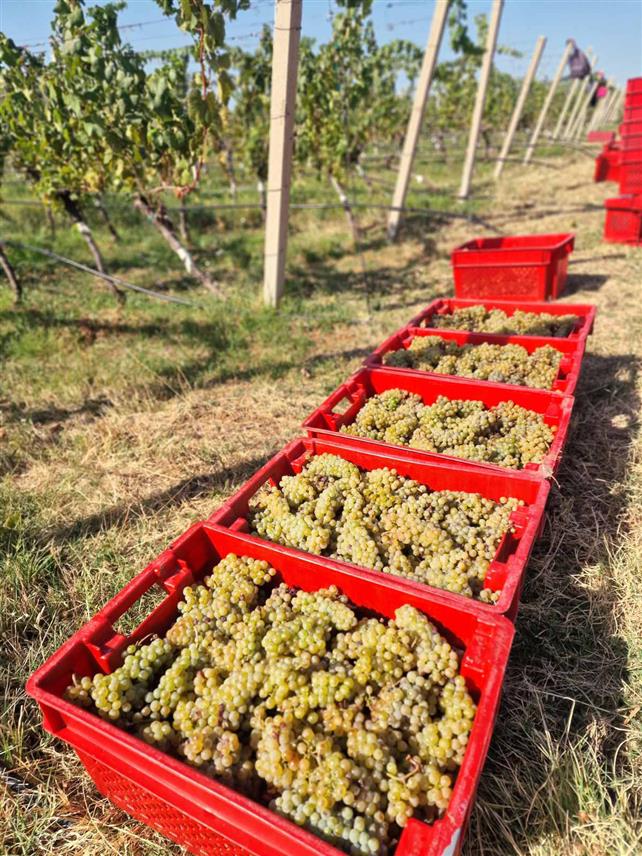 ТРЕБИЊЕ, 4.СЕПТЕМБРА /СРНА/ - У Tребињу је у току берба грожђа, а виноградари су задовољни његовим квалитетом и приносом.	