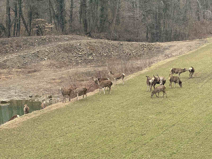 ЛОПАРЕ, 18. ФЕБРУАРА /СРНА/ - Ловачки подухват враћања јелена на Мајевицу у октобру 2024. године у потпуности је успио и након 16 мјесеци свих осам зрелих кошута које су овдје пуштене имају одраслу телад, а од пуштене телади израсла су четири јелена вилаша.