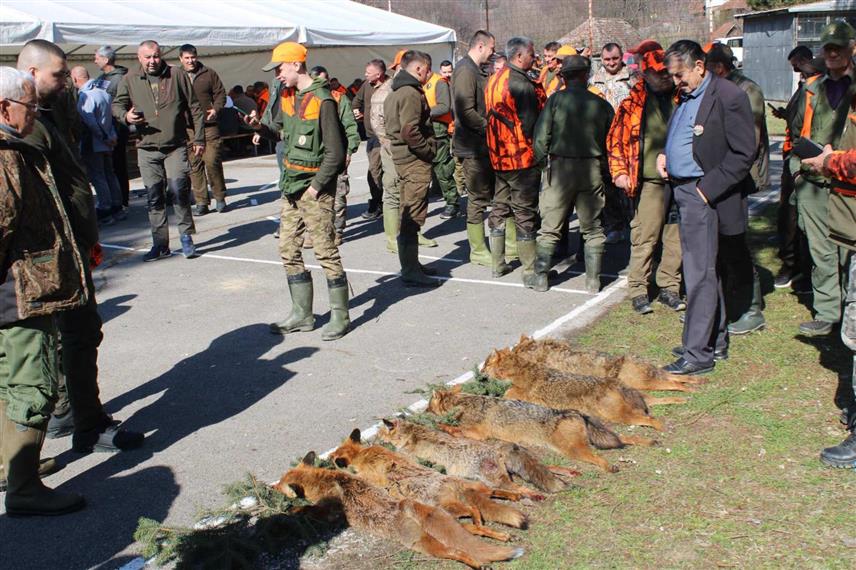 ЛОПАРЕ, 2. МАРТА /СРНА/ - У групном лову на предаторе на Мајевици у Лопарама одстријељене су четири лисице и три шакала и то је највећи одстрел у пет досадашњих окупљања које је организовало Ловачко удружење "Мајевица", заједно са ловним јединицама "Прибој" и "Бусија".