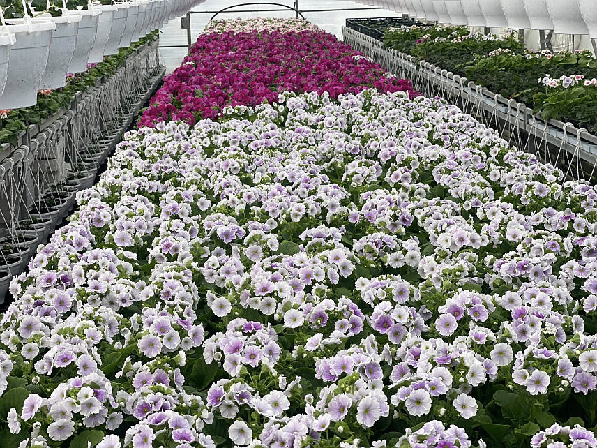 НОВИ ГРАД, 2. МАРТА /СРНА/ - Нови Град је поводом Међумарподног дана жена 8. марта преплављен цвијећем, а у понуди је мноштво цвијећа из пластениче производње, у којој предњаче цикламе, примуле, мушкатле, каранфили и маћухице.