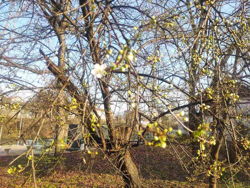 БАЊАЛУКА, 4. МАРТА /СРНА/ - Након што су топлије дане најавили јагорчевина, висибабе и љубичица, прољеће је јутрос, првим цвјетовима наговијестило самоникло дрво које се налази уз шеталиште код Зеленог моста и чији изданци маме пажњу пролазника.