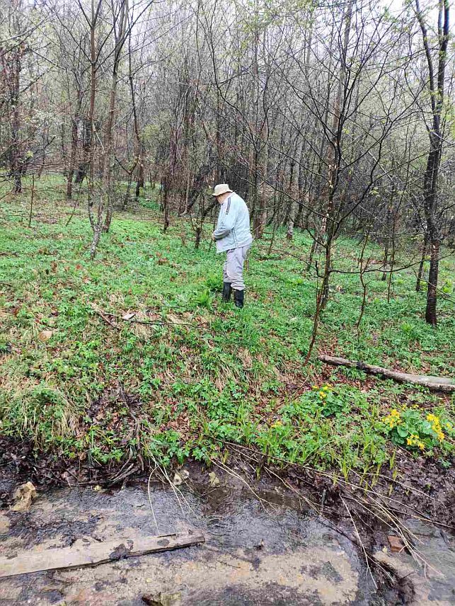 СРЕБРЕНИЦА, 22. АПРИЛА /СРНА/ - Национални парк /НП/ "Дрина" из Сребренице обиљежио је данас Свјетски дан планете земље организовањем бербе сријемуша на локалитету Бијеле воде, те часа ботанике ради подизања свијести о значају заштите природе и очувању природних ресурса.