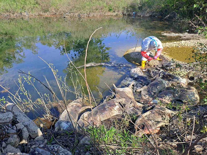 БИЈЕЉИНА, 28. АПРИЛА /СРНА/ - У води уз обалу Дрине у Бијељини пронађено је 10 угинулих свиња тешких око 80 килограма.