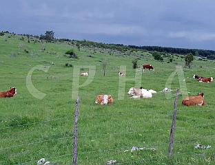 DAIRY FARMERS OF "BLAGO ROMANIJE" SET REGIONAL RECORD IN MILK DELIVERY