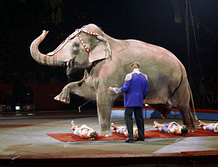 ОСЛОБОЂЕН ПОСЉЕДЊИ ФРАНЦУСКИ ЦИРКУСКИ СЛОН