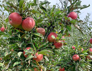 ДОЈЧИНОВИЋ: ЦИЈЕНА ЈАБУКА У МАРКЕТИМА НЕРЕАЛНО ВИСОКА