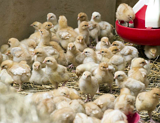 ДАНСКА УНИШТАВА 150.000 ПИЛИЋА ЗБОГ ПТИЧИЈЕГ ГРИПА