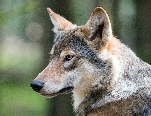 ПОТВРЂЕНО ПОСТОЈАЊЕ ХИБРИДА ВУКА И ПСА У ГРЧКОЈ