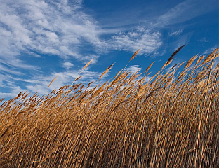 ПРЕТЕЖНО СУНЧАНО И ТОПЛИЈЕ, КРАЈЕМ ДАНА У КРАЈИНИ ВЈЕТАР