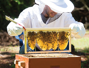 ПОTЕНЦИЈАЛ ЗА РАЗВОЈ ПЧЕЛАРСTВА У БЕРКОВИЋИМА