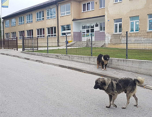 УКЛАЊАЊЕ ПАСА ЛУТАЛИЦА, ОБУСТАВЉЕНА НАСТАВА