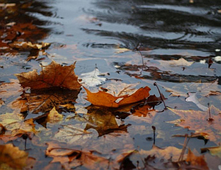 СУТРА КИША У ХЕРЦЕГОВИНИ И НА ИСТОКУ