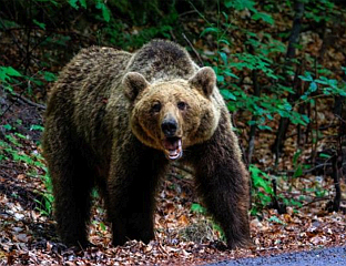 МЕДВЈЕД ПОВРИЈЕДИО 11 ЉУДИ