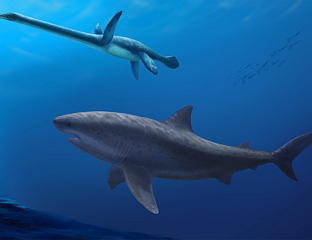 ПРОНАЂЕНИ ОСТАЦИ ПРАИСТОРИЈСКОГ МОРСКОГ ПСА, БИО ДУГ И ДО ОСАМ МЕТАРА