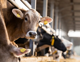 ЖИВОТИЊЕ КУПОВАТИ САМО КОД РЕГИСТРОВАНИХ УЗГАЈИВАЧА