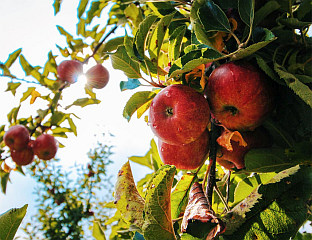 "КОКТЕЛИ ПЕСТИЦИДА" У ЈАБУКАМА ШИРОМ ЕВРОПЕ
