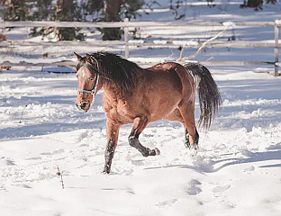 РЕАЛНА ОСНОВА ЗА ПРИЗНАВАЊЕ БОРИЧКОГ АРАПСКОГ КОЊА КАО АУТОХТОНЕ РАСЕ
