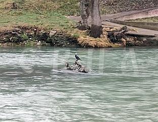 ПРОЖДРЉИВИ КОРМОРАНИ ПУСТОШЕ ВРБАС