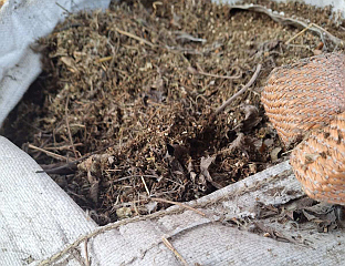 ПРИЛИКОМ ПРЕТРЕСА У БИЈЕЉИНИ ПРОНАЂЕНА ВЕЋА КОЛИЧИНА МАРИХУАНЕ