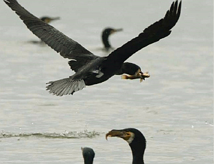 КОРМОРАНИ НИСУ КРИВИ ЗА УГРОЖАВАЊЕ РИБЉЕГ ФОНДА У ВРБАСУ