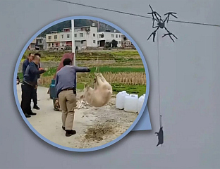 ФАРМЕР ПРЕВОЗИО ПРАСИЋЕ ДРОНОМ, ЈЕДАН СЕ ЗАПЕТЉАО У ЖИЦЕ ДАЛЕКОВОДА