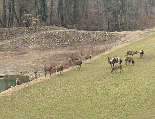 ЈЕЛЕНСКИМ СТАЗАМА ПО МАЈЕВИЦИ, ПА И ПРЕКО ДРИНЕ