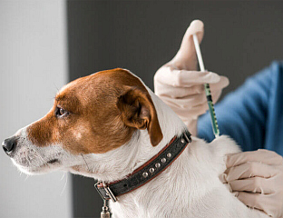 КОЈИЋ: ПОЧЕЛА БЕСПЛАTНА ВАКЦИНАЦИЈА ПАСА И МАЧАКА ПРОTИВ БЈЕСНИЛА