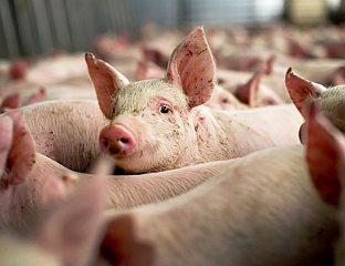 УЗГАЈИВАЧИ ЗАДОВОЉНИ ДОДАТНОМ ПРЕМИЈОМ