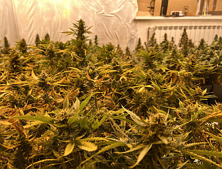 ПРОНАЂЕНЕ ДВИЈЕ ЛАБОРАТОРИЈЕ ЗА УЗГОЈ МАРИХУАНЕ, УХАПШЕНА ЖЕНА