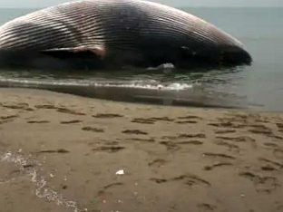 ГРБАВИ КИТ НАСУКАН НА СПРУД У БАЛТИЧКОМ МОРУ
