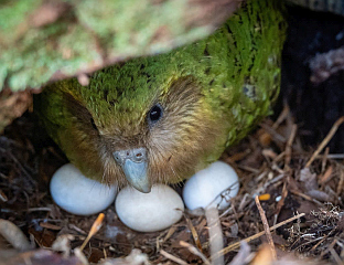 НА АЕРОДРОМУ "СХИПХОЛ" ЗАПЛИЈЕЊЕНА ЈАЈА ДИВЉЕГ ПАПАГАЈА