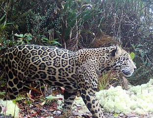 РИЈЕТКИ ЈАГУАР СНИМЉЕН НАКОН 10 ГОДИНА У ВИСОКИМ ПЛАНИНАМА