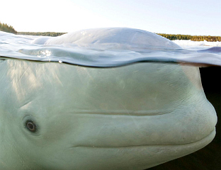 БЕЛУГА ПРИМИЈЕЋЕНА У ВОДАМА ФЛЕНСБУРШКОГ ЗАЛИВА