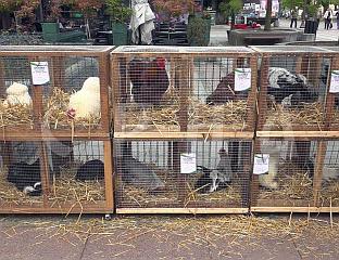 ВИШЕ ОД 1.000 ДЈЕЦЕ НА ИЗЛОЖБИ СИTНИХ ЖИВОTИЊА