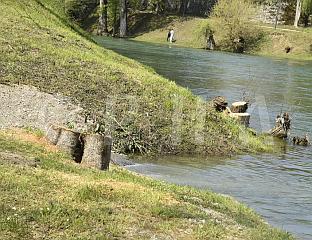 ВИПОТНИК: СЈЕЧА 25 ЗДРАВИХ СТАБАЛА РЕЗУЛТАТ САМОВОЉЕ И НЕЗНАЊА