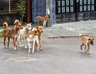 ПСИ ЛУТАЛИЦЕ УПАЛИ У ТОР И ЗАКЛАЛИ ОВЦЕ И ЈАГЊАДИ