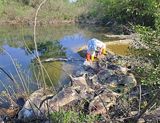 УГИНУЛЕ СВИЊЕ БАЧЕНЕ УЗ ДРИНУ У БИЈЕЉИНИ НИСУ ПОЗИТИВНЕ НА АФРИЧКУ КУГУ