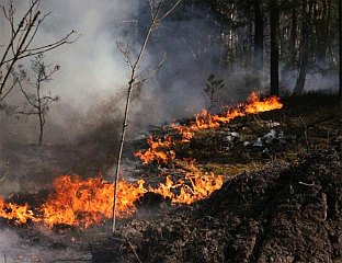 ПОНОВО ГОРИ ШУМА У ЗОНИ ОКО ЧЕРНОБИЉА