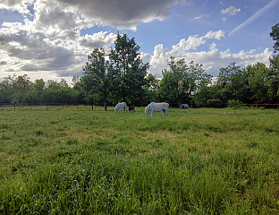 INVESTMENT OF BAM 200,000 FOR MODERNIZATION OF VUČIJAK STUD FARM