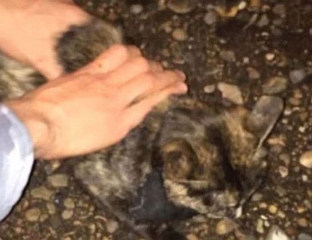 МАЧАК ПРЕНОСИО ДРОГУ У ЗАТВОР