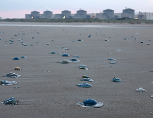 SWARM OF JELLYFISH BLOCKS NUCLEAR REACTOR