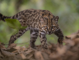 NEW SPECIES OF WILD CAT IDENTIFIED IN BOLIVIA