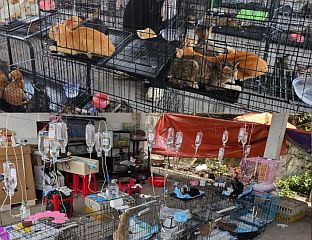 ПРИВЕДЕНО 12 ОСУМЊИЧЕНИХ ЗА КРАЂУ 2.700 МАЧАКА РАДИ ПРОДАЈЕ МЕСА