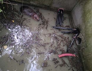 BEAVER CHEWS THROUGH SIX UNDERGROUND CABLES, CUTS POWER TO 1,600